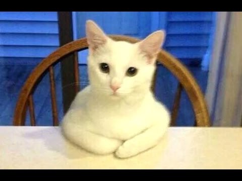 funny-cats-acting-like-humans-compilation-2015