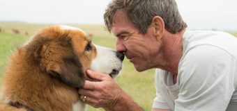 A Dog’s Purpose หมา เป้าหมาย และเด็กชายของผม