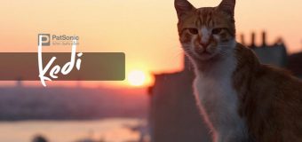 Kedi เมืองแมว