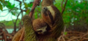 Earth One Amazing Day