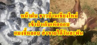 หน้าฝน ชาวบ้านเชียงใหม่เข้าป่าเก็บเห็ดถอบ แมงจี้หลอบ ส่งขายได้วันละพัน