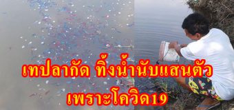 เทปลากัด ทิ้งน้ำนับแสนตัว พิษโควิด 19 ส่งออกไม่ได้