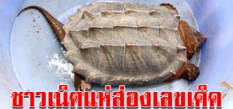 พบเต่ายักษ์ดึกดำบรรพ์ ใกล้สูญพันธ์ุ หนักกว่า 30 กก. ชาวเน็ตแห่ส่องเลข
