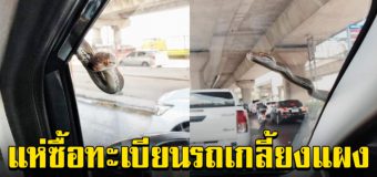 สาวขับรถอยู่ดีๆ เจองูโผล่ทักทายหน้ารถ ชาวโซเชียลแห่ถามเลขทะเบียน